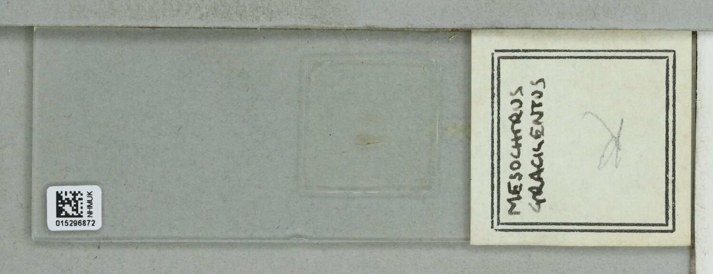 Mesochorus gracilentus
