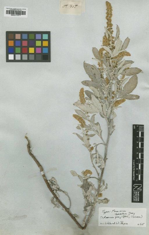 Ambrosia tomentosa Nutt. - BM001025571