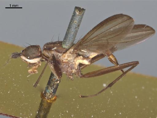 Calobata apicalis Walker & Walker, 1849 - Calobata apicalis NHMUK010240947 holotype female habitus left lateral