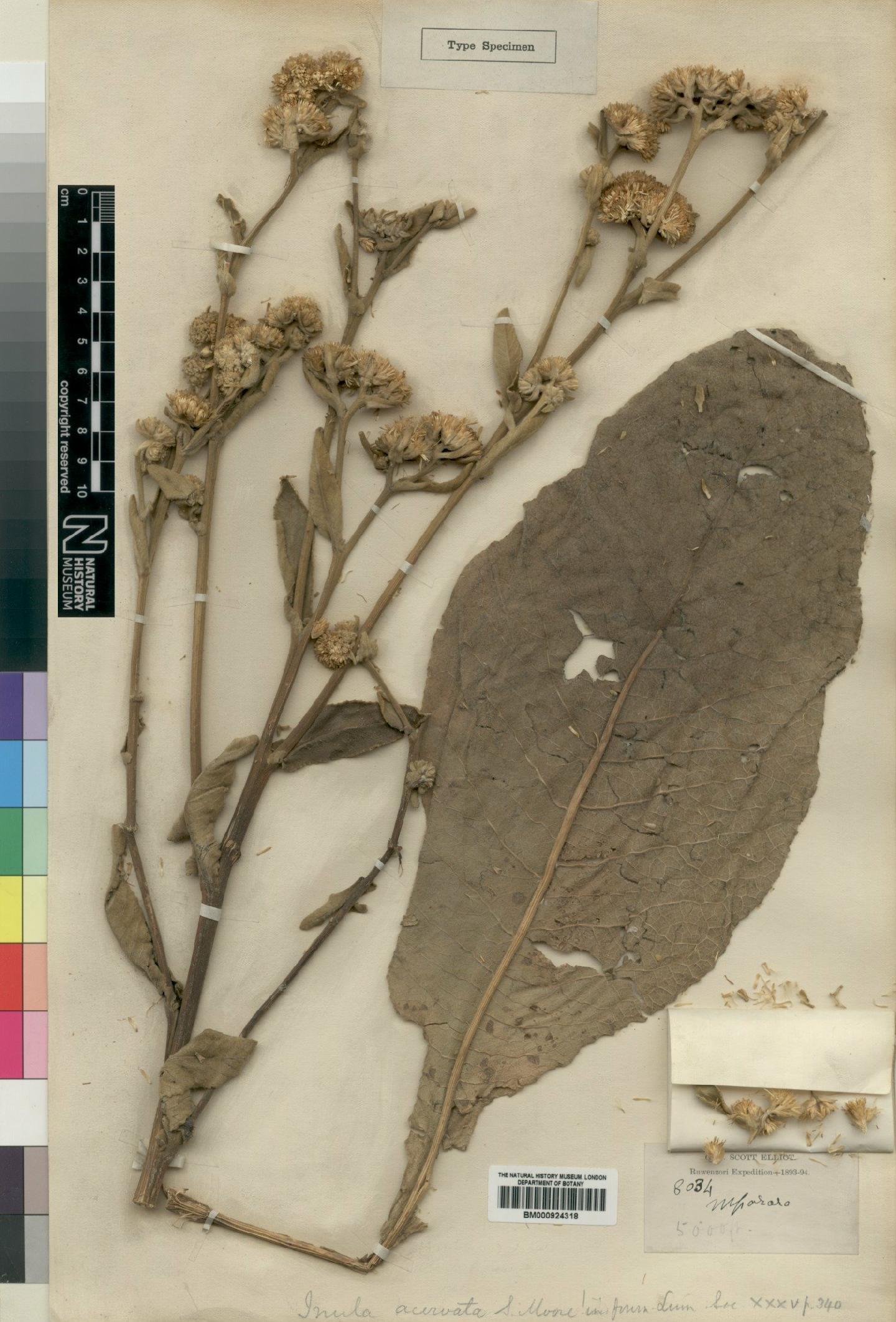 To NHMUK collection (Inula acervata Moore; Type; NHMUK:ecatalogue:4529346)