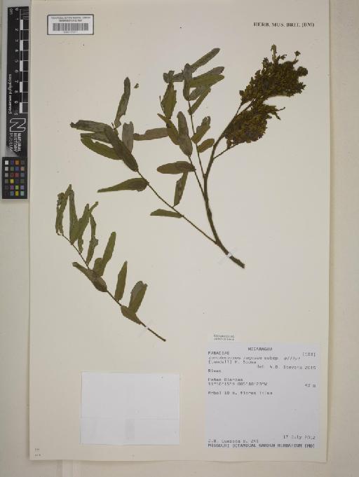 Lonchocarpus rugosus subsp. gillyi (Lundell) M.Sousa - BM001172374