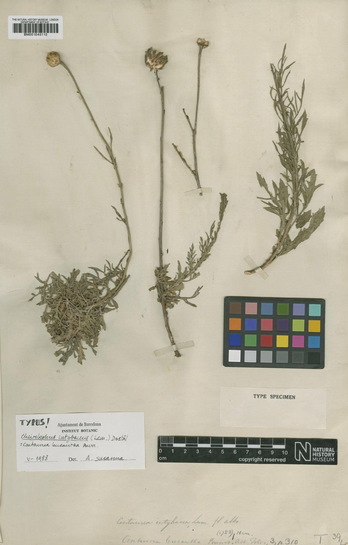 To NHMUK collection (Cheirolophus intybaceus (Lam.) Dostál; Type; NHMUK:ecatalogue:1985905)