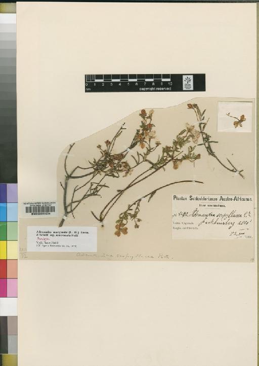 Adenandra marginata subsp. mucronata Strid - BM000603934