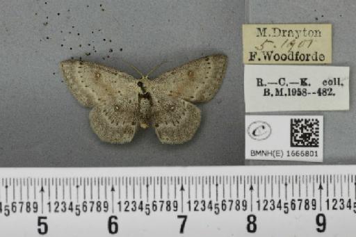 Cyclophora albipunctata ab. griseata Lempke, 1949 - BMNHE_1666801_274133