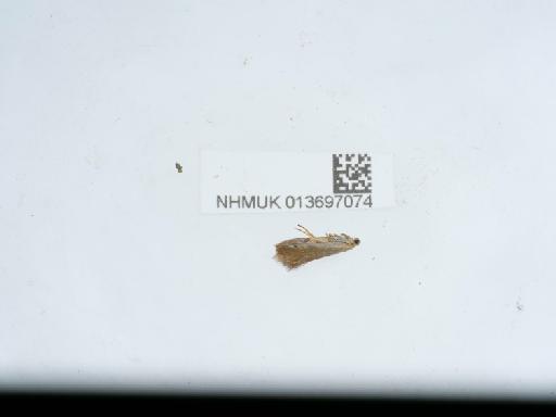 Crassa tinctella Hübner, 1796 - 013697074_3