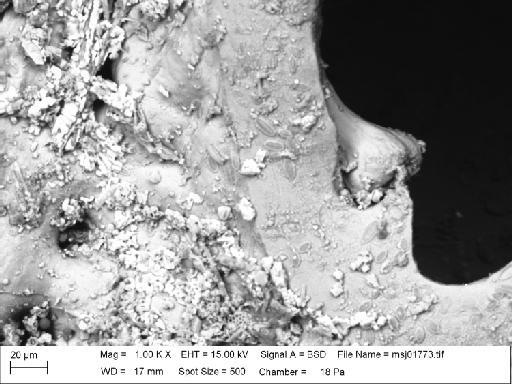 Pachycleithonia nigra Canu and Bassler - Pachycleithonia_nigra_msj01773