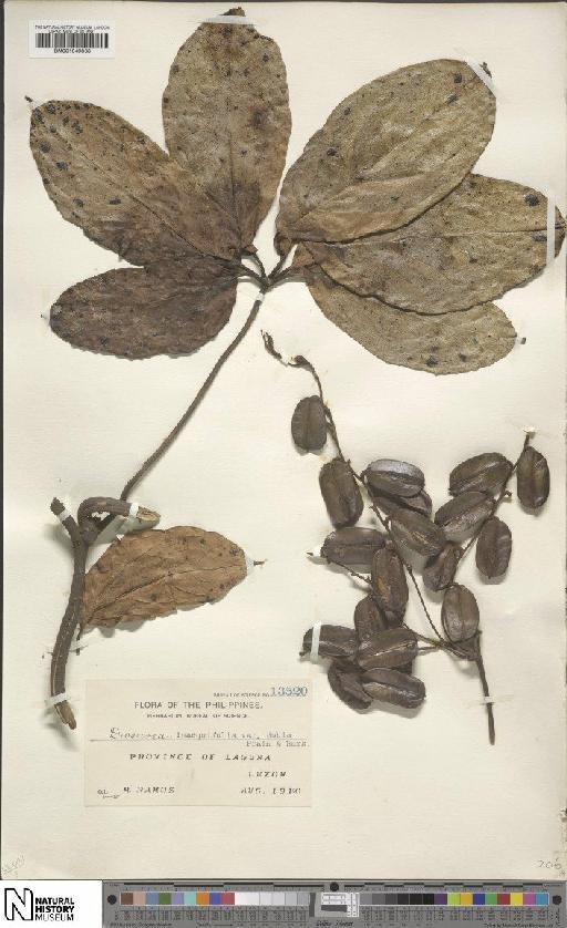 Dioscorea cumingii Prain & Burkill - BM001049838