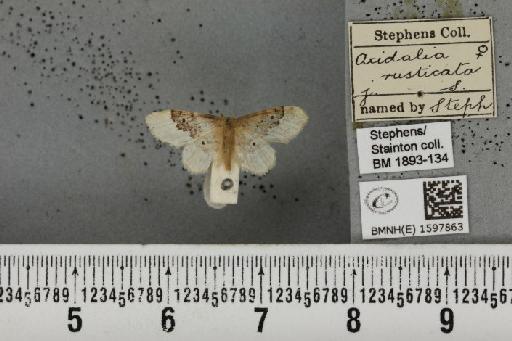 Idaea rusticata (Denis & Schiffermüller, 1775) - BMNHE_1597863_261682