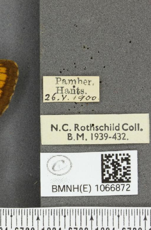 Lasiommata megera ab. biocellata Lempke, 1947 - BMNHE_1066872_label_28579