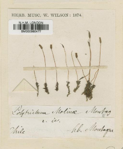 Oligotrichum canaliculatum (Hook. & Arn.) Mitt. - BM000960477