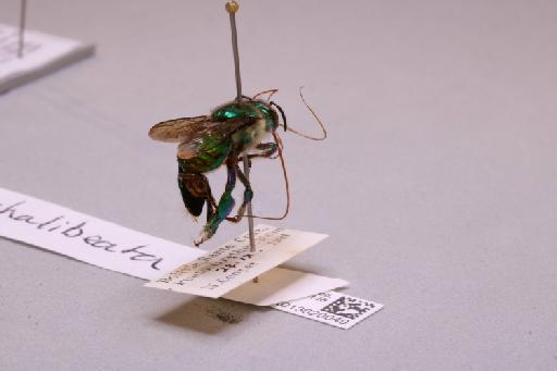 Euglossa chalybeata Friese, H., 1925 - 013620049_additional_1