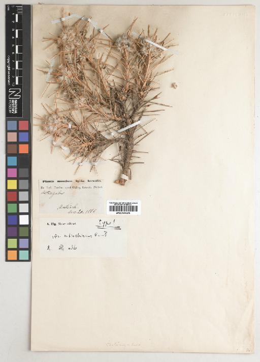 Astragalus antiochianus Post - BM000885276