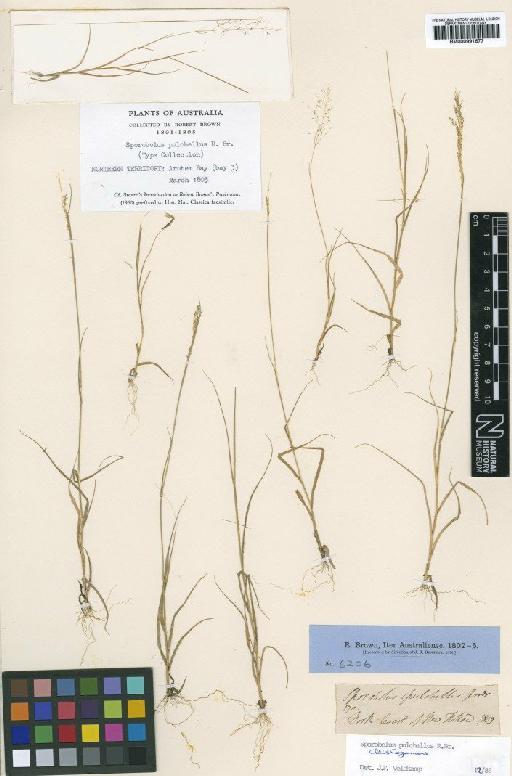 Sporobolus pulchellus R.Br. - BM000991677