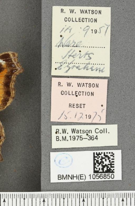 Aglais urticae ab. rosacea Closs, 1915 - BMNHE_1056850_label_46382