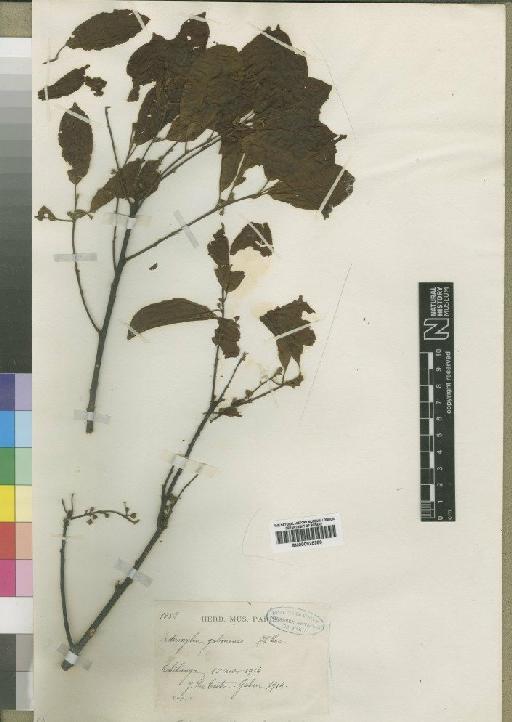 Pouteria altissima (Chev) Baehni - BM000925380