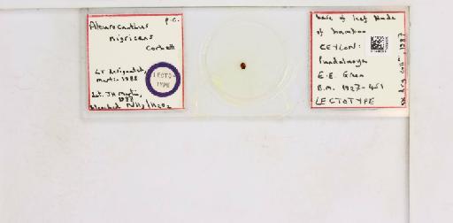 Aleurocanthus nigricans Corbett, 1926 - 013486314_117682_1091404_157852_Type