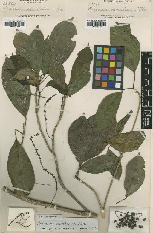 Baccaurea odoratissima Elmer - BM000951321