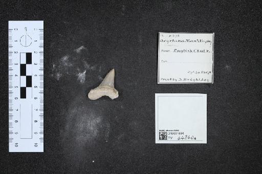 Isurus mantelli infraphylum Gnathostomata (Agassiz) - 010031994_L010040650