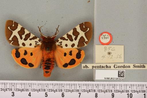 Arctia caja (Linnaeus, 1758) - NHMUK_010418125_a_530678