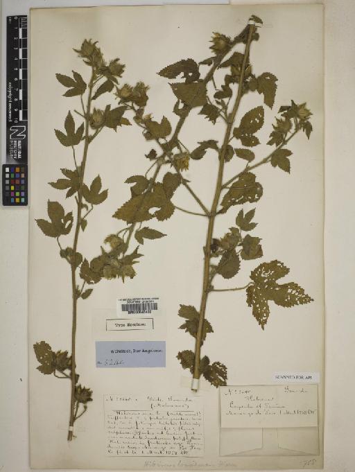Hibiscus loandensis Hiern - 000645492