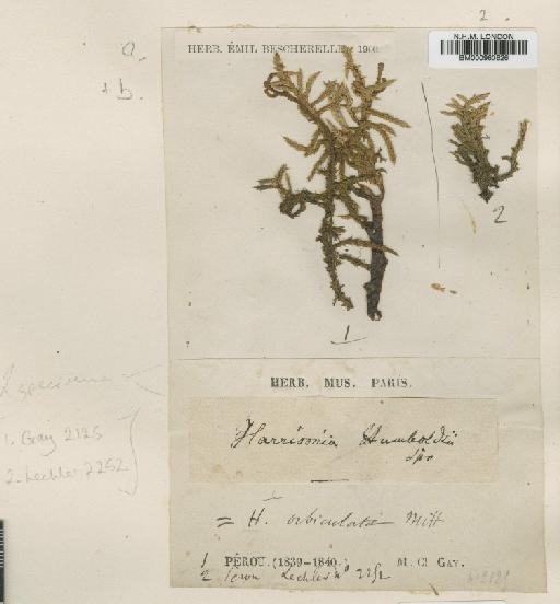 Rhacocarpus excisus (Müll.Hal.) Paris - BM000960826