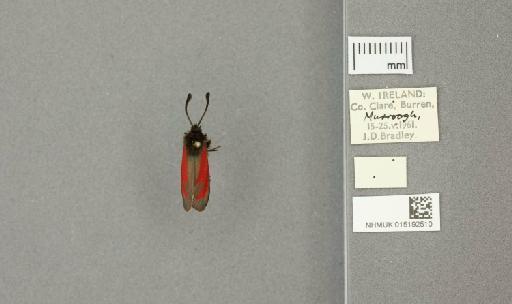 Zygaena (Mesembrynus) purpuralis purpuralis (Brünnich, 1763) - 015192510_775459_1477570