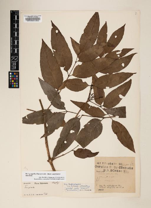 Dalrympelea borneensis (Merr. & L.M.Perry) Nor Ezzawanis - 000520925