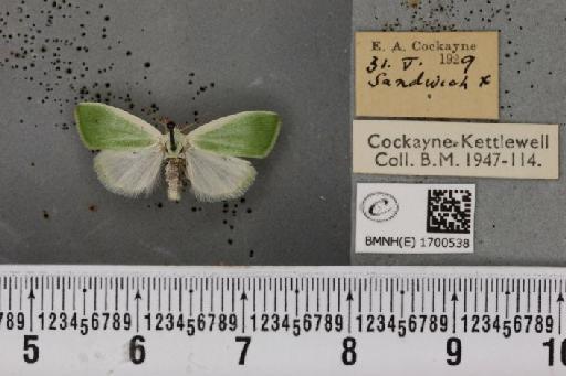 Earias clorana (Linnaeus, 1761) - BMNHE_1700538_296788