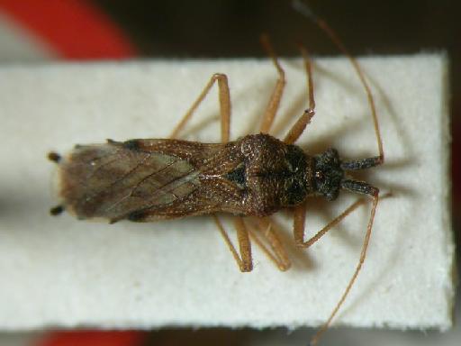 Malcus furcatus Stys - Hemiptera: Malcus Fur