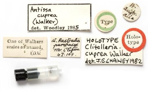 Clitellaria cuprea Walker, 1849 - NHMUK012805019 Clitellaria cuprea HT Labels