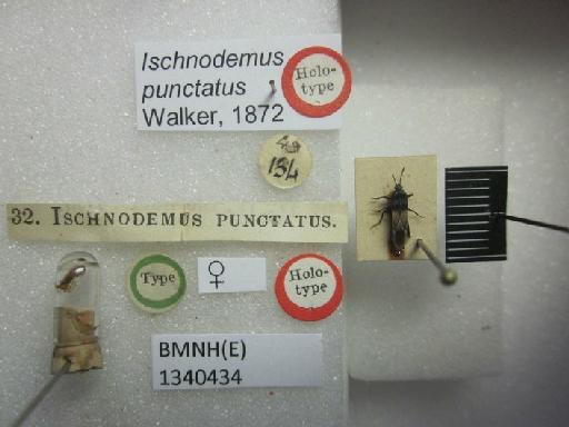 Ischnodemus punctatus Walker, 1872 - Ischnodemus punctatus-BMNH(E)1340434-Holotype female dorsal & labels2