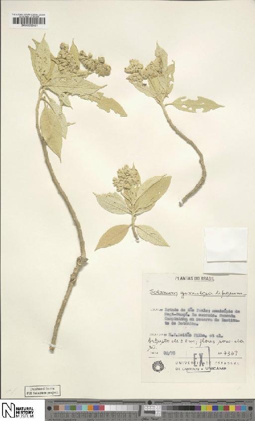 Solanum granuloso-leprosum Dunal - BM000935421