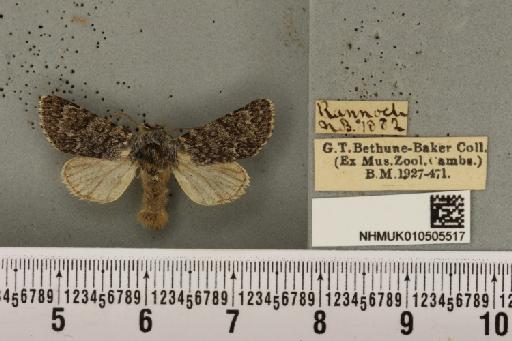 Acronicta cinerea (Hufnagel, 1766) - NHMUK_010505517_563650