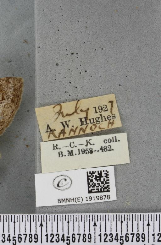 Alcis repandata muraria Curtis, 1826 - BMNHE_1919878_label_475754