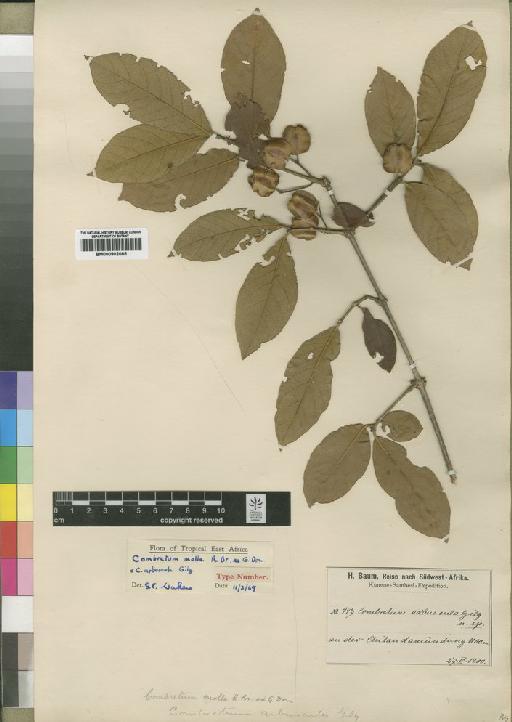 Combretum molle - BM000902085