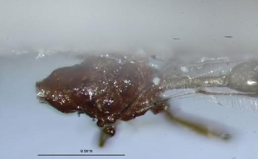 Sciatherellus orycinus Masi, 1917 - Sciatherellus orycinus Masi, 1917 #1414591 Hym Type 5.882 Male mesosom dorsal