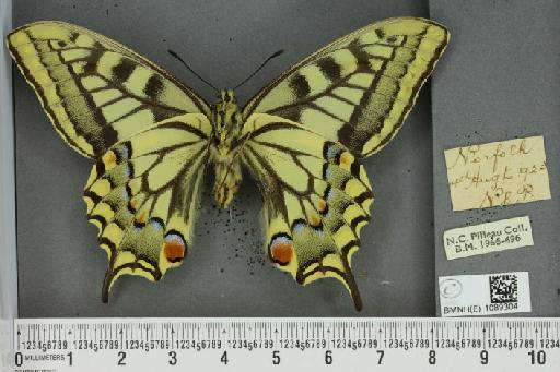 Papilio machaon britannicus Seitz, 1907 - BMNHE_1089304_64098