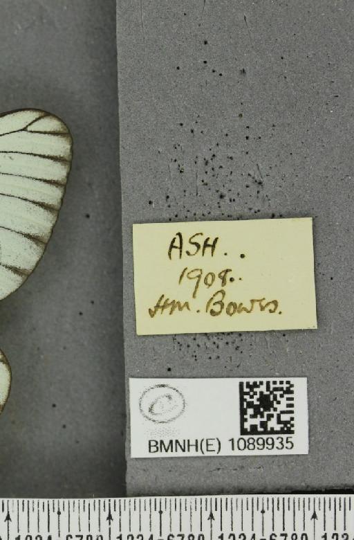 Aporia crataegi (Linnaeus, 1758) - BMNHE_1089935_label_69717