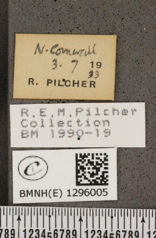 Maculinea arion eutyphron (Fruhstorfer, 1915) - BMNHE_1296005_label_133817