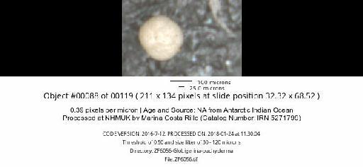 Neogloboquadrina pachyderma (Ehrenberg) - ZF6056-Globigerina-pachyderma_obj00088_plane000.jpg
