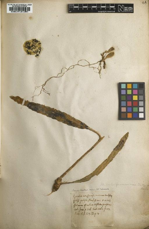 Cereus ramulosus salm-Dyck - BM000594130