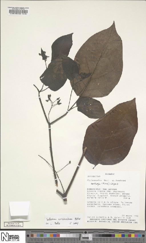 Solanum circinatum Bohs - BM000046722