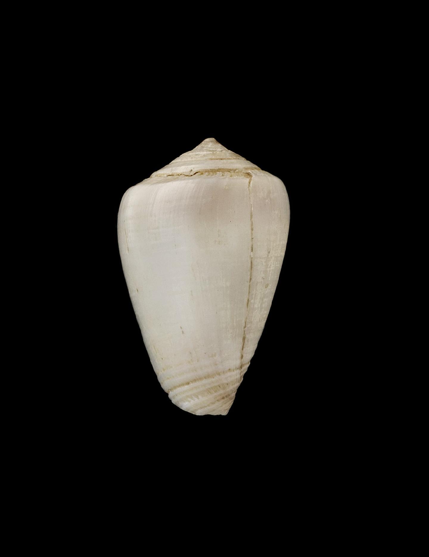 To NHMUK collection (Conus trochulus Reeve, 1844; SYNTYPE(S); NHMUK:ecatalogue:8783853)