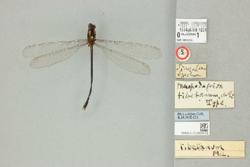 Mesopodagrion tibetanum McLachlan, 1896 - 012500459_dorsal