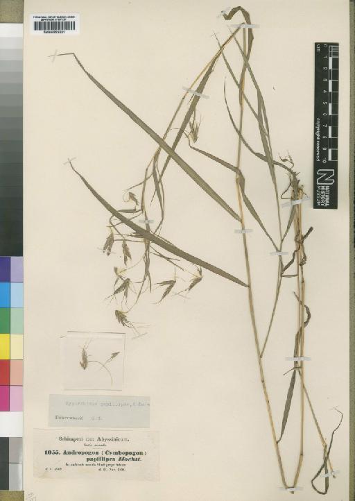 Hyparrhenia papillipes (Hochst. ex A.Rich.) Andersson ex Stapf - BM000923531