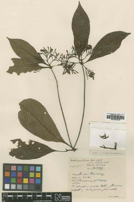 Pavetta graciliflora var. latifolia Craib - BM000945426