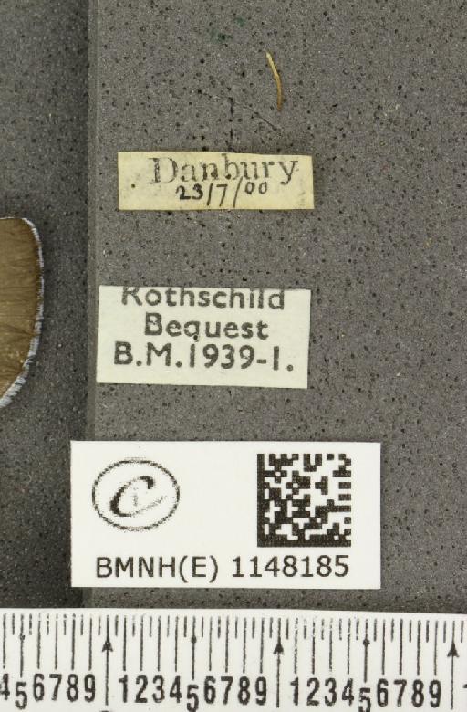 Celastrina argiolus britanna ab. aquilana Grund, 1908 - BMNHE_1148185_label_111209