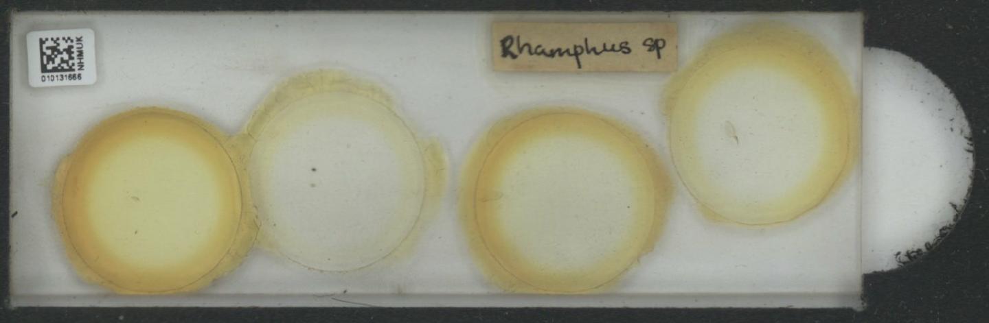 Rhamphus