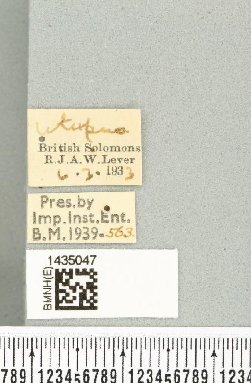 Bactrocera (Bactrocera) varipes (Malloch, 1939) - BMNHE_1435047_label_28525