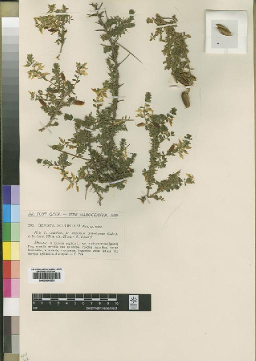 Genista acutiflora Pau - BM000843206